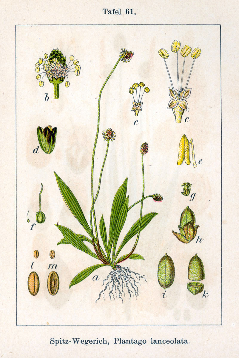 Plantago lanceolata